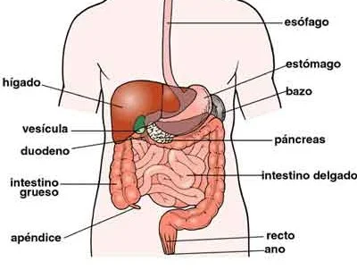 el-sistema-digestivo